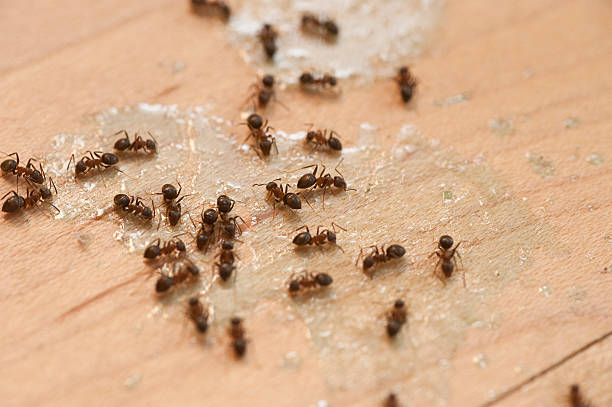 Best Pest Inspection Near Me  in Buellton, CA