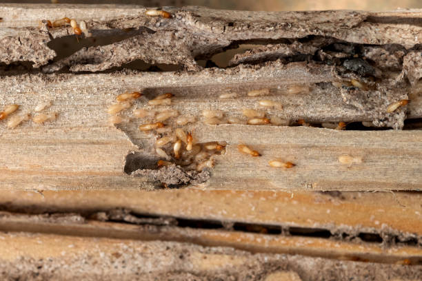 Best Flea Control Services  in Buellton, CA