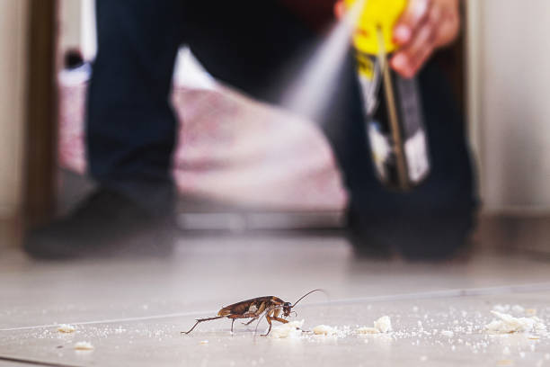 Reliable Buellton, CA Pest Control Solutions