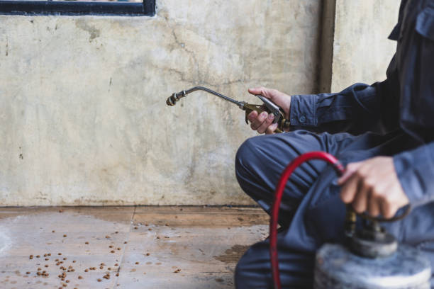 Best Wasp Removal Services  in Buellton, CA
